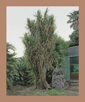 Cover: Oksun Kim - Hatje Cantz Verlag