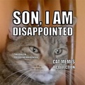 Cover: Cat-Memes - BoD - Books on Demand