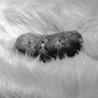 Enlarge image Cover: Spud - GOST Books