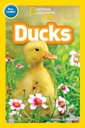 Cover: National Geographic Kids Readers: Ducks (Pre-reader) - National Geographic Kids