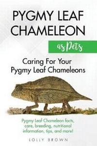 Abbildung von: Pygmy Leaf Chameleons as Pets - Pack & Post Plus, LLC