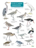 Cover: Guide to winter coastal birds 2018 - Field Studies Council