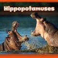 Cover: Hippopotamuses - Raintree