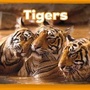 Cover: Tigers - Raintree