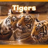Enlarge image Cover: Tigers - Raintree