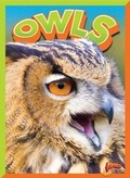 Cover: Owls - Bolt