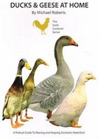Abbildung von: Ducks and Geese at Home - Gold Cockerel Books