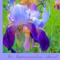 Cover: Iris Impressions from Atwood - Echo Hill Arts Press, LLC