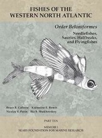Abbildung von: Order Beloniformes: Needlefishes, Sauries, Halfbeaks, and Flyingfishes - Peabody Museum of Natural History, Yale University