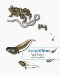 Abbildung von: Amphibios - Vom Wunder der Verwandlung - Museum d. Westlausitz Kamenz