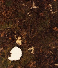 Enlarge image Cover: "Tree Rings" - Stour Valley Arts Ltd