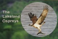 Cover: The Lakeland Ospreys - P3 Publications