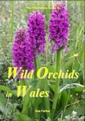 Cover: Wild Orchids in Wales - First Nature