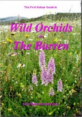 Cover: Wild Orchids in the Burren - First Nature