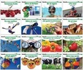 Cover: Spanish Sight Word Readers Science Single Copy Boxed Set - Newmark Learning