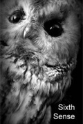 Cover: Sixth Sense: Book 3 - The Norfolk and Norwich Association for the Blind