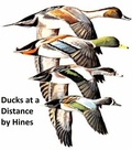 Cover: Ducks at a Distance - Seltzer Books