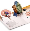 Cover: 3D Brain for Psychology
