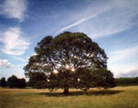 Enlarge image Cover: Adrian Paci - Milton Keynes Gallery