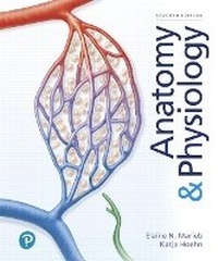 Abbildung von: Anatomy & Physiology - Pearson