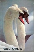 Cover: Wildfowl 43 - The Wildfowl & Wetlands Trust