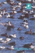 Cover: Wildfowl 46 - The Wildfowl & Wetlands Trust