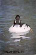 Cover: Wildfowl 44 - The Wildfowl & Wetlands Trust