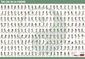 Cover: Tai Chi in 24 Forms - Tigernose Publishing