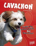 Cover: Cavachon - Capstone Press