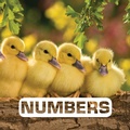 Cover: Numbers - Clarion Books