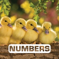 Enlarge image Cover: Numbers - Clarion Books
