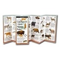 Cover: Land Mammals of the Rocky Mountain Region - Earth Sky + Water