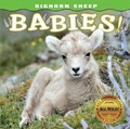 Cover: Bighorn Sheep Babies - Farcountry Press