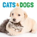 Cover: Cats & Dogs - Flowerpot Press