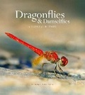 Cover: Dragonflies & Damselfies - Ivy Press