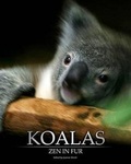 Cover: Koalas - Koala Jo Publishing