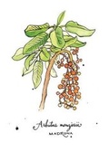 Cover: 5 x 7 inch Paperback Blank Journal Madrona Botanical Cover Art by Annie Brule - Chatwin Books