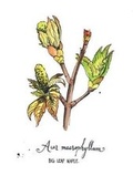 Cover: 5 x 7 inch Paperback Blank Journal Big Leaf Maple Botanical Cover Art by Annie Brule - Chatwin Books