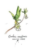 Cover: 5 x 7 inch Paperback Blank Journal Indian Plum Osoberry Botanical Cover Art by Annie Brule - Chatwin Books
