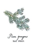 Cover: 5 x 7 inch Paperback Blank Journal Blue Spruce Botanical Cover Art by Annie Brule - Chatwin Books