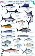 Cover: Florida Field Guide, Sport Fish - Rainforest Publications