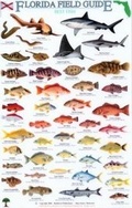 Cover: Florida Field Guide, Reef Fish - Rainforest Publications