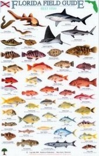Enlarge image Cover: Florida Field Guide, Reef Fish - Rainforest Publications