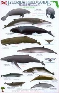 Abbildung von: Florida Field Guide, Marine Mammals and Sea Turtles - Rainforest Publications