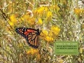 Cover: Wings in the Light - Yale University Press