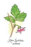 Cover: 4 x 6 inch Paperback Blank Journal Salmonberry Botanical Cover Art by Annie Brule - Chatwin Books