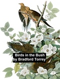 Cover: Birds in the Bush - Seltzer Books
