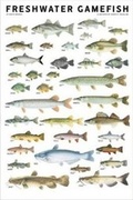 Cover: Freshwater Gamefish of North America Poster - Scott & Nix, Inc