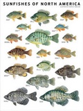 Cover: Sunfishes of North America - Scott & Nix, Inc