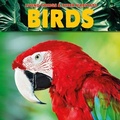 Cover: Birds - The Secret Book Company